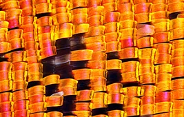 Бабочка под микроскопом: фото и особенности наблюдений