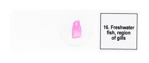 Набор микропрепаратов Levenhuk Discovery Prof DPS 25. «Биология, Птицы и др.», изображение 10