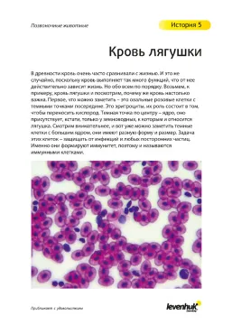 Набор микропрепаратов Levenhuk N80 NG «Увидеть все!», изображение 22