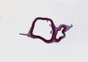 Набор микропрепаратов Konus 10: «Животные и растения. Мутации», изображение 6