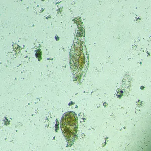 Микроскоп биологический инвертированный MAGUS Bio V300, изображение 15