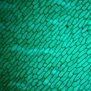 Микроскоп цифровой Микмед Wi-Fi 2000Х 5.0, изображение 10