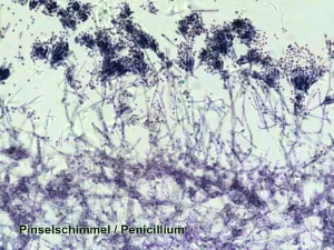Набор микропрепаратов Bresser 50 шт., в кейсе, изображение 3