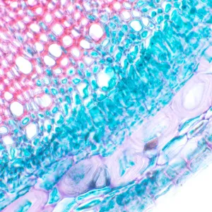 Микроскоп биологический MAGUS Bio D230T LCD, изображение 27